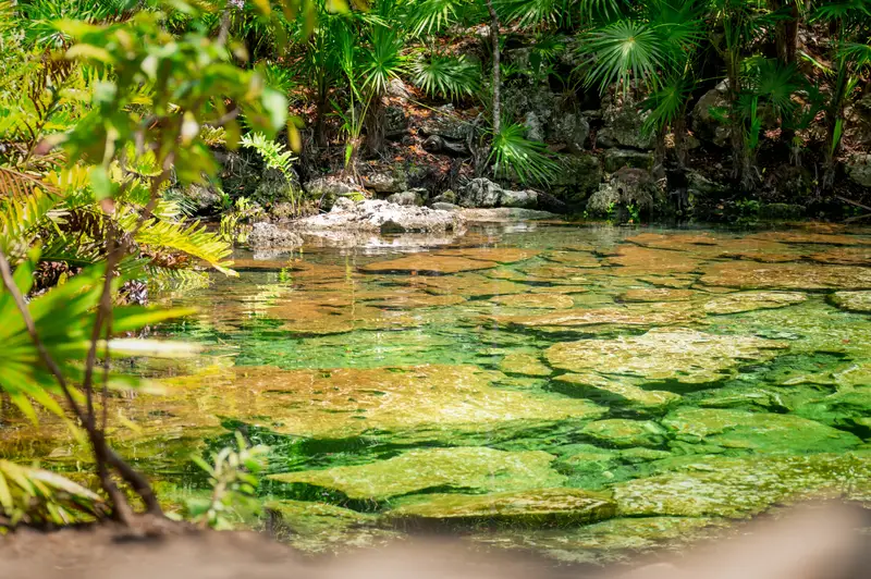 Jukatan Cenotes gladina