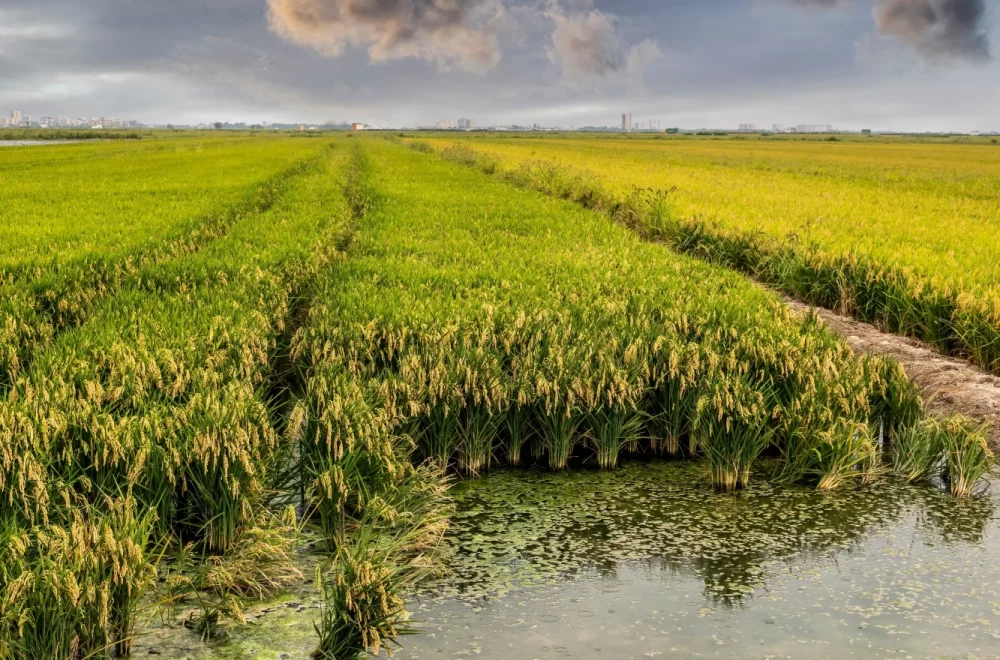 shutterstock_Rice fields in the Albufera of Valencia_rezultat